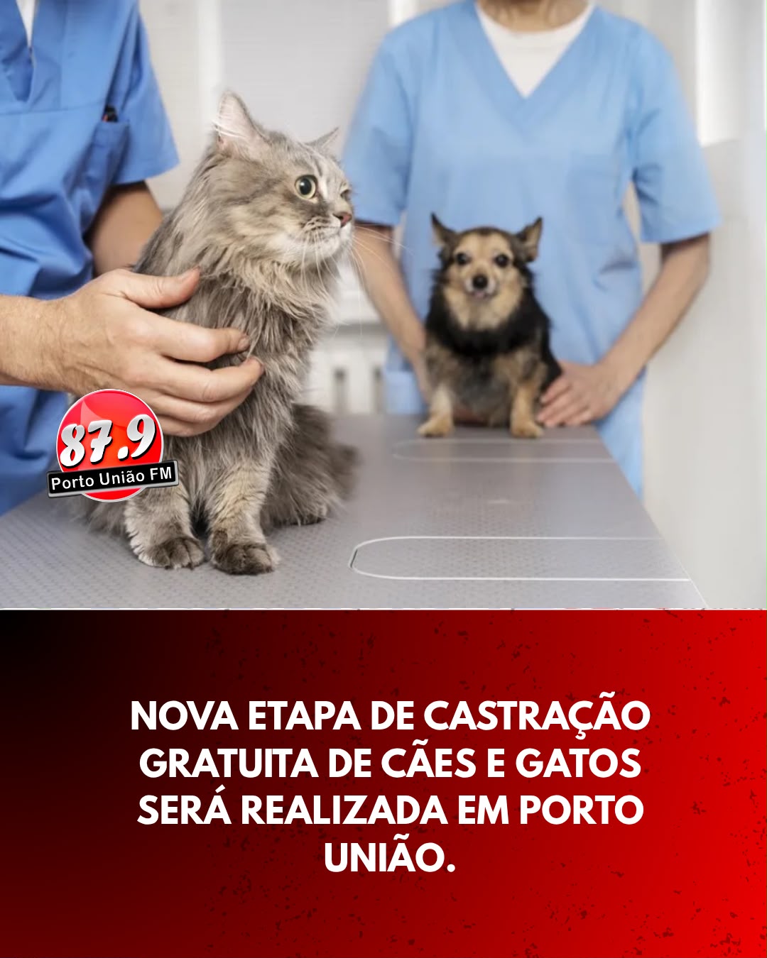Porto União terá nova etapa de castração gratuita de animais em setembro