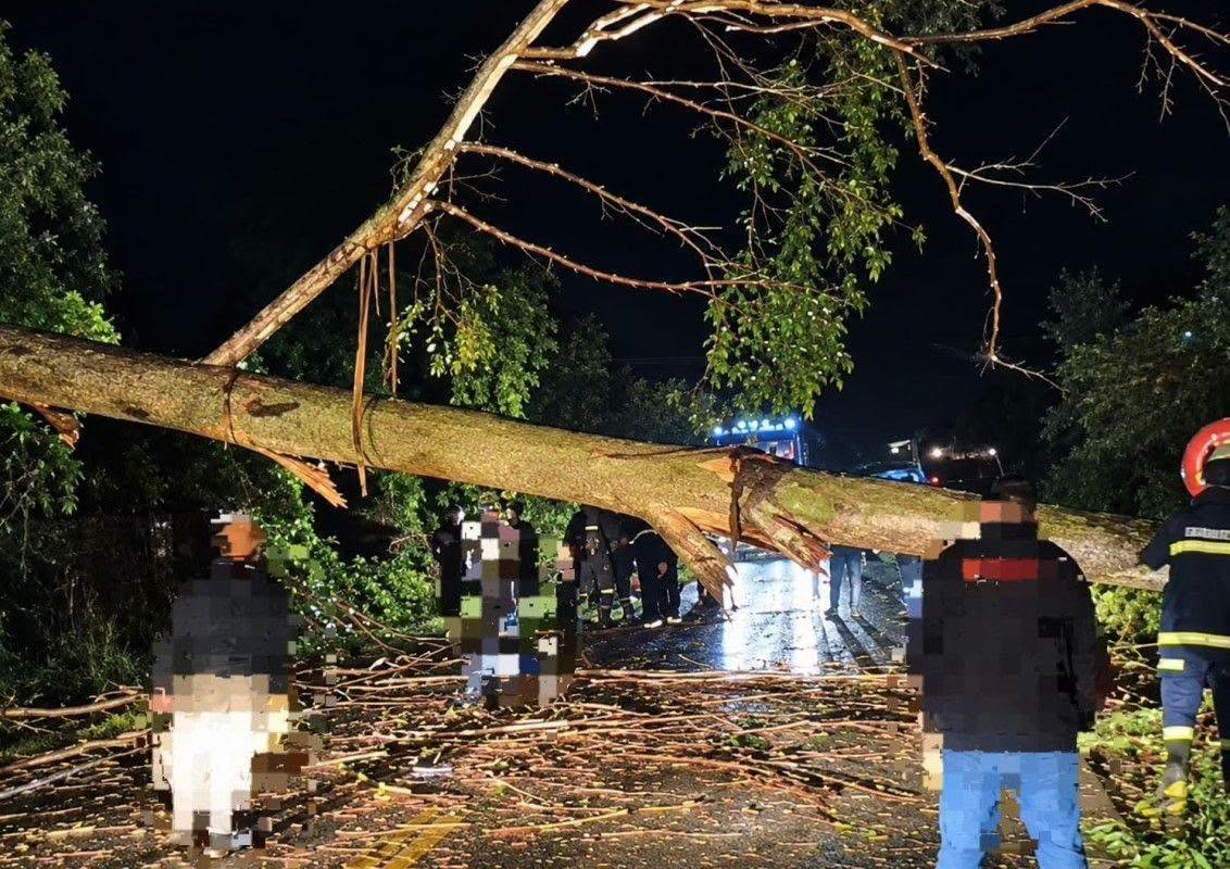 Temporal provoca queda de árvores e transtornos em União da Vitória, Porto União e região