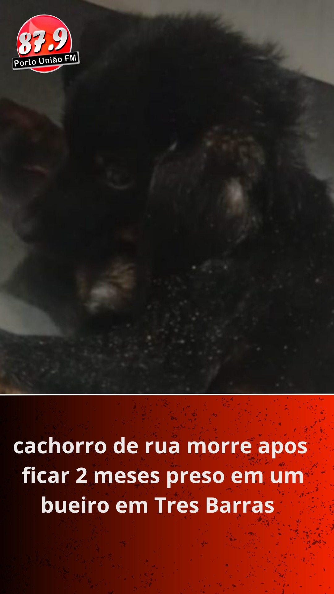 Cão resgatado de bueiro morre após semanas preso em Três Barras