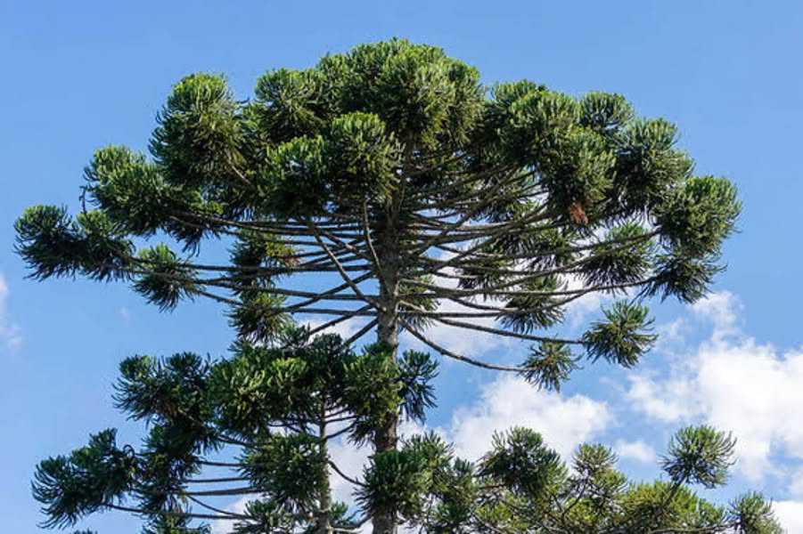 Homem morre após cair de pinheiro em Bela Vista do Toldo-SC