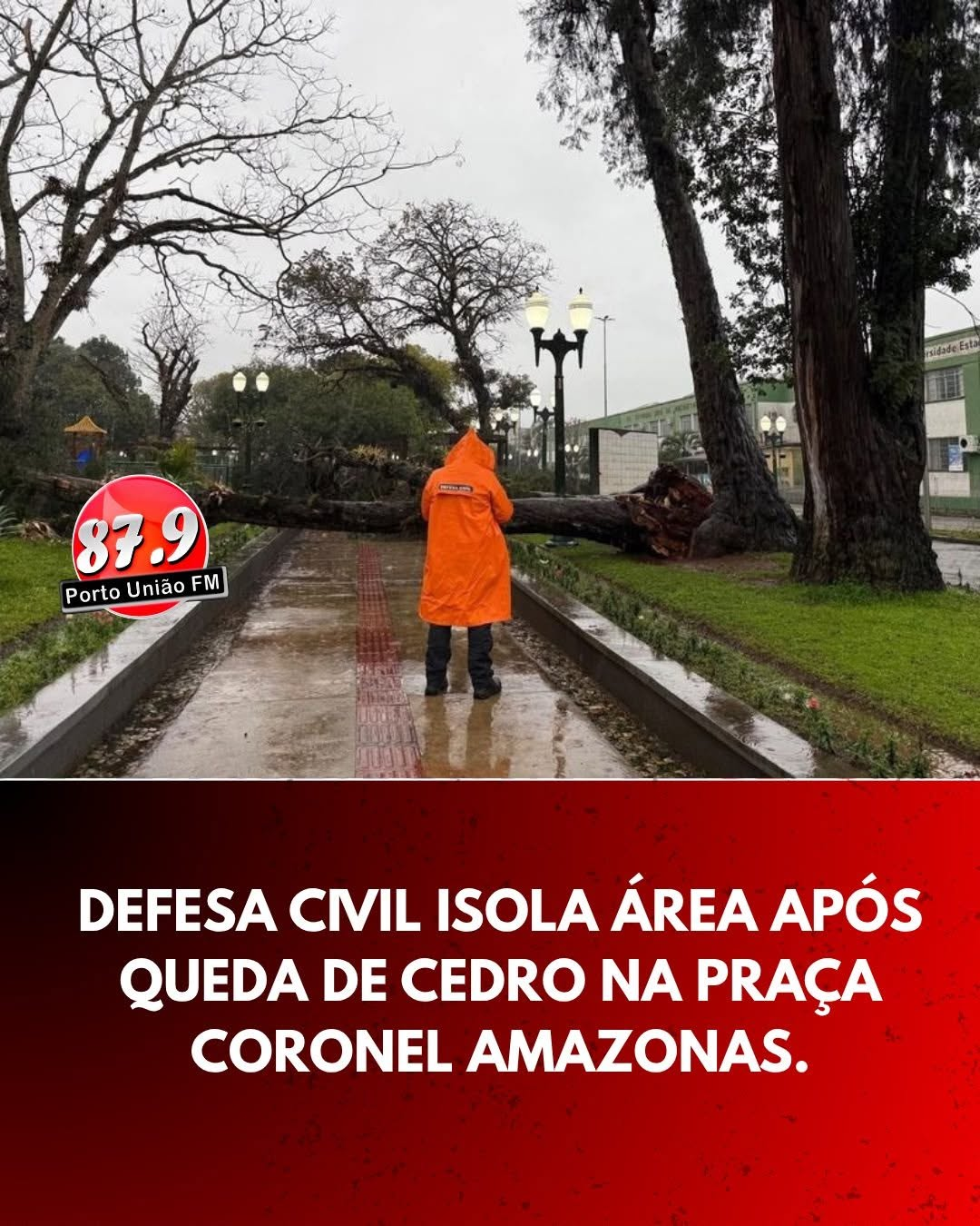 Defesa Civil aponta raiz comprometida como causa da queda de árvore na Praça Coronel Amazonas
